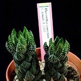 Haworthia coarctata v. tenuis
